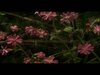 Music videos