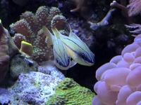 Aquarium of the Pacific