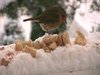 Birds in HD
