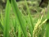 Sanyo-Xacti-HD-Videos