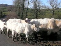Charolais