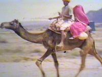 Camel ride Camel ride