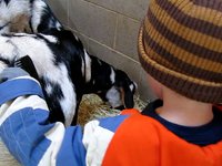 Oakland Zoo - Tyler Petting Goats