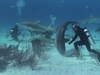 Sharks of the Bahamas