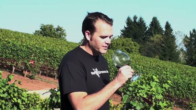 Wine Expedition to Oregon: Archery Summit part 3 Wine Expedition to Oregon: Archery Summit part 3