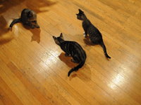 NJ Kittens love laserlight