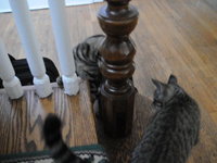 NJ Kittens playing