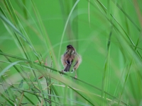Zitting Cisticola