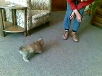 Suzi at Play