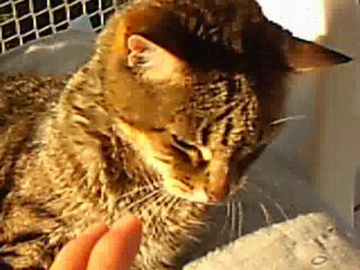 Miniatura del vídeo La gata de Isa y parentela 