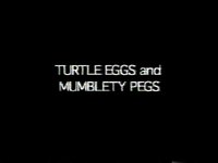 Turtle Eggs