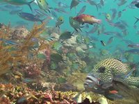 The Four Kings - Raja Ampat