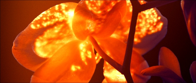 Thumbnail of video SCINTILLATION