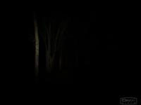 eForest (2009) Preview