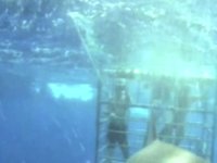 Swimming with Sharks