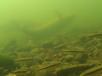 Barbel "Flashing"