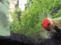 weird fishes