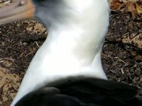 Kaena Point Albatross