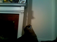 link playing with yarn