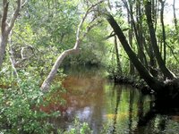 Seven Runs Creek