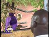 Sécurite Foncière-TV-Koodo