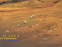 Alaska Outdoors Television - Adak Alaska Caribou Hunt