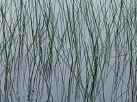 Reeds_