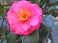 Camellias in bloom at Eden Gardens State Park