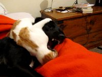Play fighting