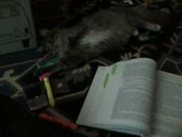 law school kitten