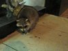 Silly Raccoon