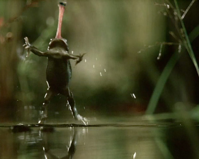 VW - Frog
