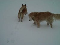Floyd & Morgan Snow V