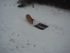 Pepperjack vs Snow