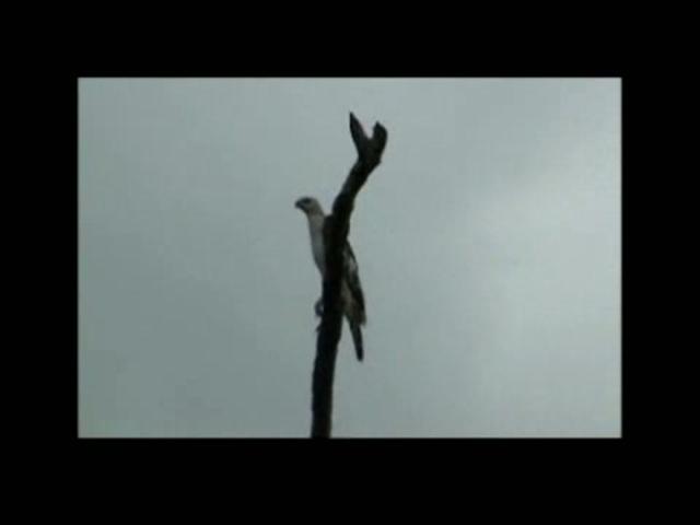 View Video