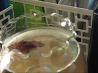 My Betta, Katzenfutter Len, Building His Bubble Nest