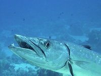 Il Barracuda 