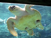 Georgia Aquarium