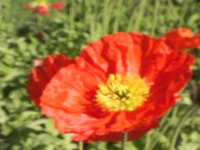 FLOWERS_TEST