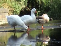 Our Aylestone Meadows....