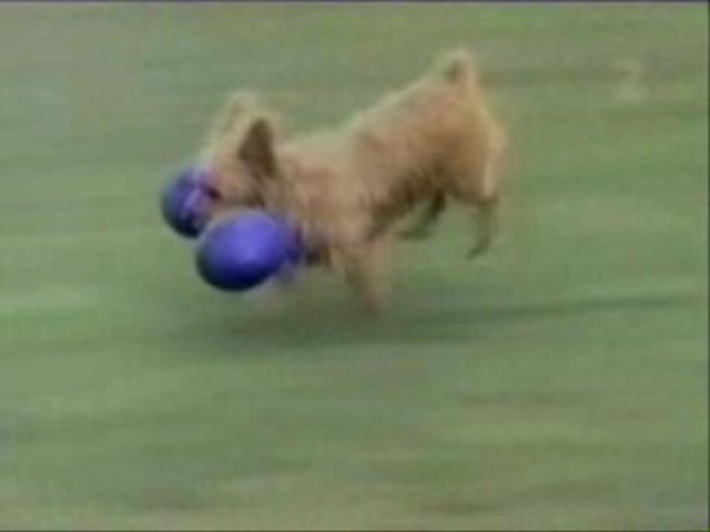 Dogs are Funny