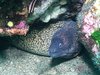 Diving in Estartit