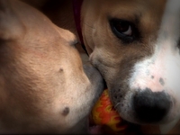 OMG CUTE PUPPIES