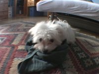 Jessica The Dog - Maltese