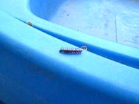 caterpillar