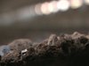 Samuel Poore Documentary Showreel
