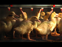 Raising Ducks with Pride: John Fazio’s Duck Farm, Part I