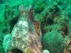 Diving in Spain