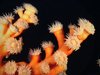 orange coral