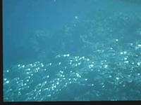Red Sea school of fish